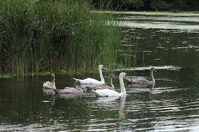 Promenade en famille