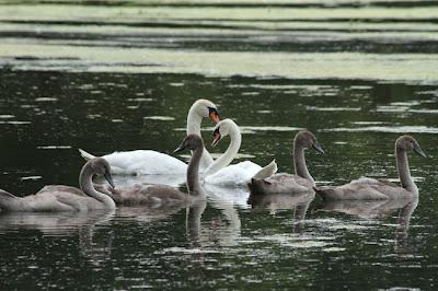 Promenade en famille