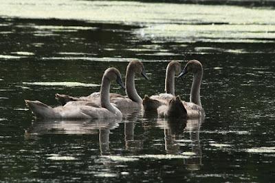 Promenade en famille