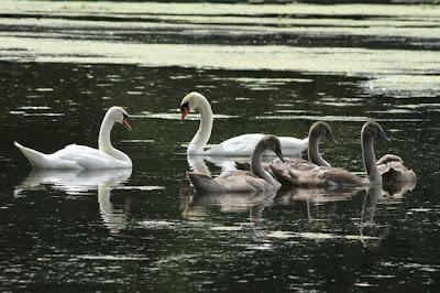 Promenade en famille