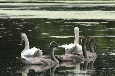 Promenade en famille