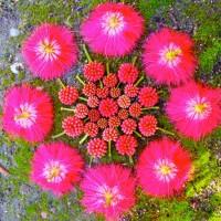 danmala-Kathy-Klein-4