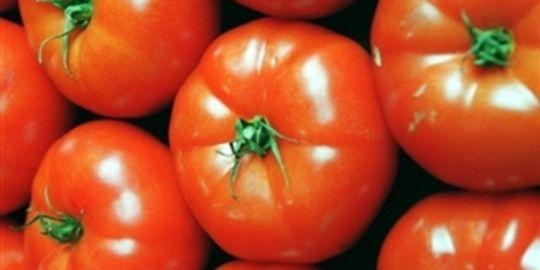 «Qui a volé» le goût de la tomate du marchand mais pas seulement ?
