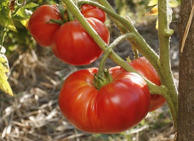 «Qui a volé» le goût de la tomate du marchand mais pas seulement ?
