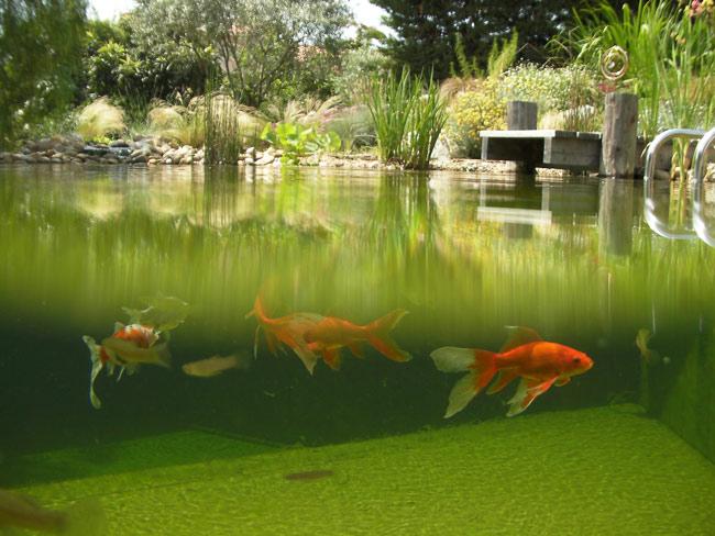 La dolce vita mais sans chlore !