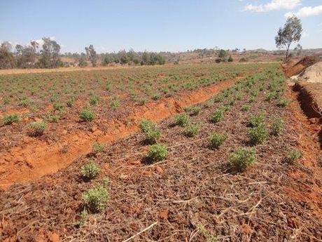 Pranarôm à Madagascar : un bel été… en hiver!