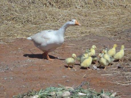Pranarôm à Madagascar : un bel été… en hiver!