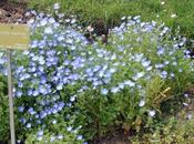 Nemophila phacelioides