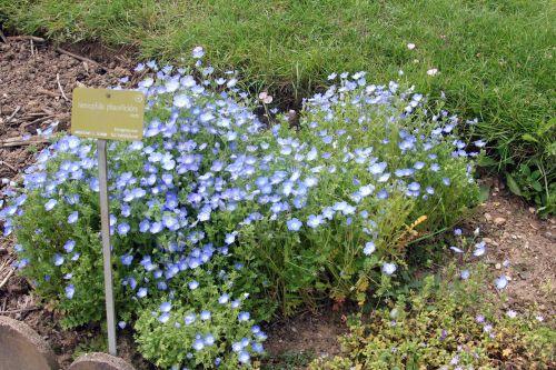 1 nemophila phacelioides paris 21 juil 2012.jpg