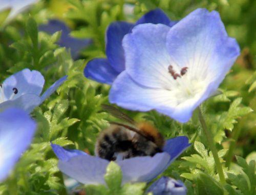 4 nemophila phacelioides paris 21 juil 2012.jpg