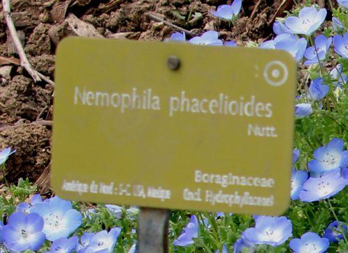 nemophila phacelioides étiq paris 21 juil 2012.jpg