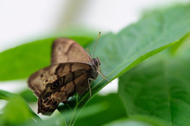 Trois photos du même sujet...
