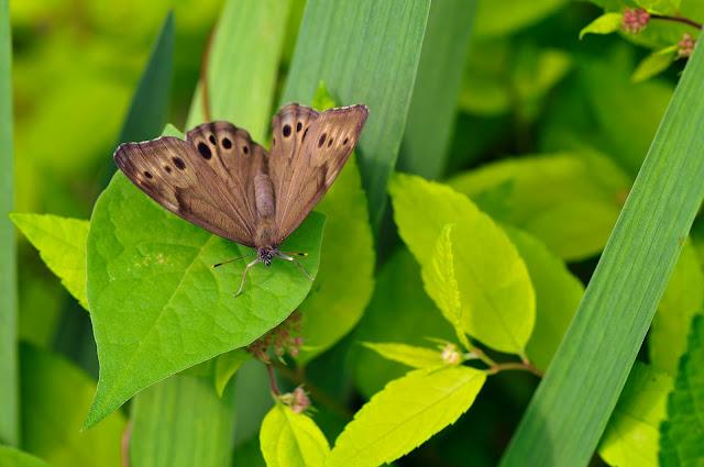 Trois photos du même sujet...