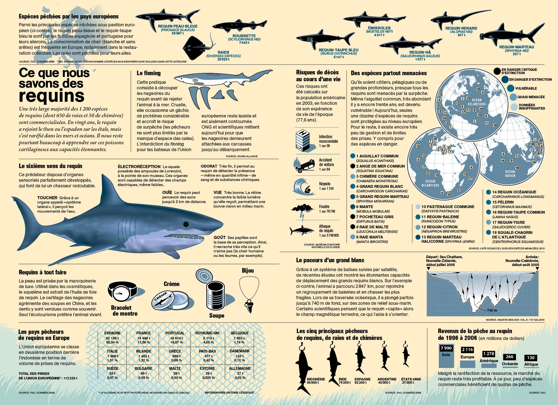 Le saviez-vous ► Ce que nous savons des requins