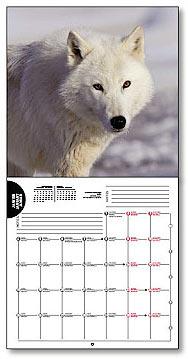 Calendier-loup : Le loup quotidien des bergers
