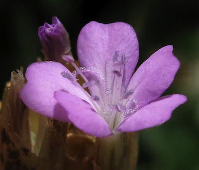 Au bord du chemin (7) : Œillet prolifère, Armoise, Genêt des teinturiers et Berce