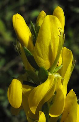 Au bord du chemin (7) : Œillet prolifère, Armoise, Genêt des teinturiers et Berce