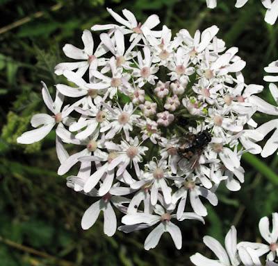 Au bord du chemin (7) : Œillet prolifère, Armoise, Genêt des teinturiers et Berce