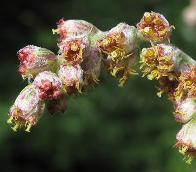 Au bord du chemin (7) : Œillet prolifère, Armoise, Genêt des teinturiers et Berce