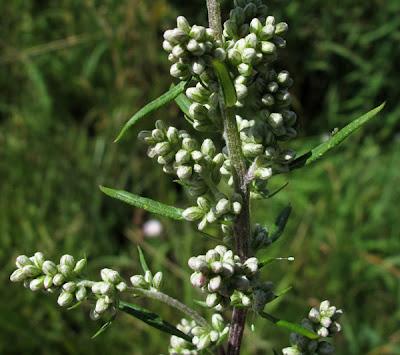 Au bord du chemin (7) : Œillet prolifère, Armoise, Genêt des teinturiers et Berce