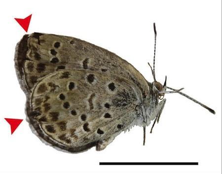 Les papillons mutants de Fukushima inquiètent la communauté scientifique