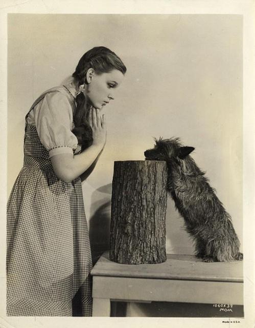 Chiens comiques et Mise en scène !