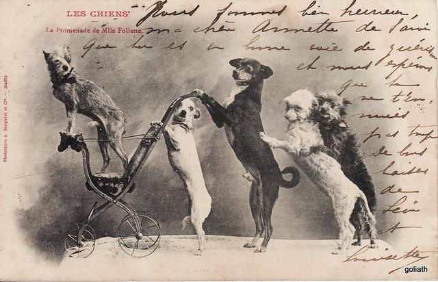 Chiens comiques et Mise en scène !