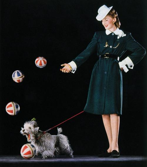 Chiens comiques et Mise en scène !