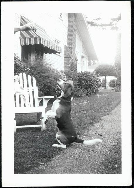 Chiens comiques et Mise en scène !