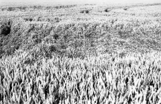 dusted films / dusted fields