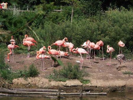 famille + planète sauvage 045