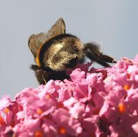 Macro Folie #5 Macro Folie #5