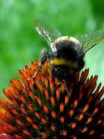 Macro Folie #5 Macro Folie #5