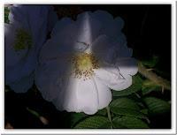 Macro Folie #5 Macro Folie #5