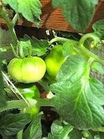 Macro Folie #5 Macro Folie #5