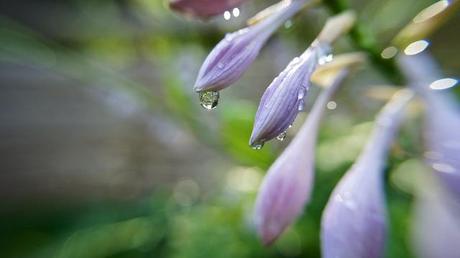 Macro Folie #5 anteketborka.blogspot.com, drops6