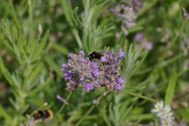 IMGP6514 Parc Floral de Lodz lavende et abeilles