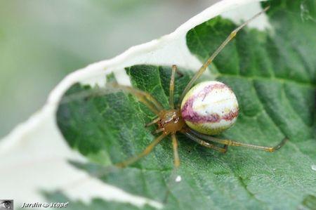 Enoplognatha ovata à bandes rouges
