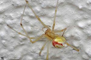 Enoplognatha ovata à bandes rouges