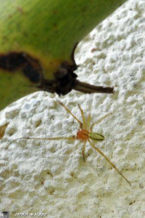 Enoplognatha ovata mâle