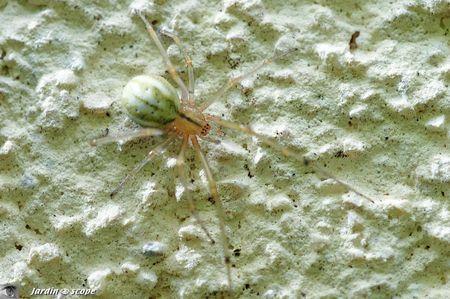 Enoplognatha ovata femelle