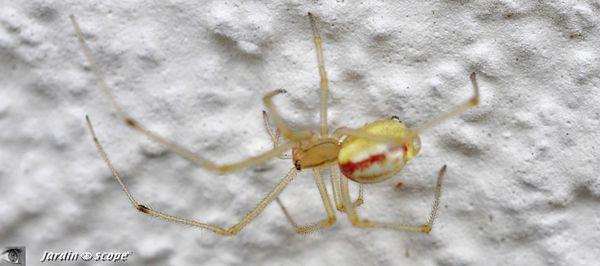 Enoplognatha ovata à bandes rouges