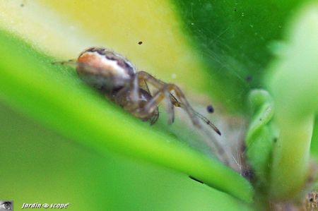 Zygiella atrica femelle