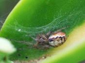 proche cousine Zygielle fenêtres...