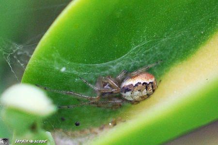 Zygiella atrica femelle