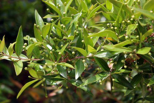 1 myrtus paris 23 juin 2012 213.jpg