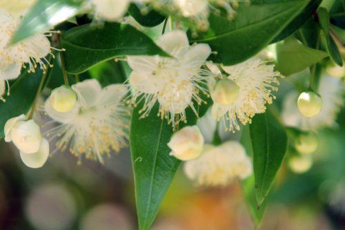 3 myrtus paris 21 juil 2012 128.jpg