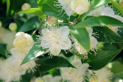 4 myrtus paris 21 juil 2012 125.jpg