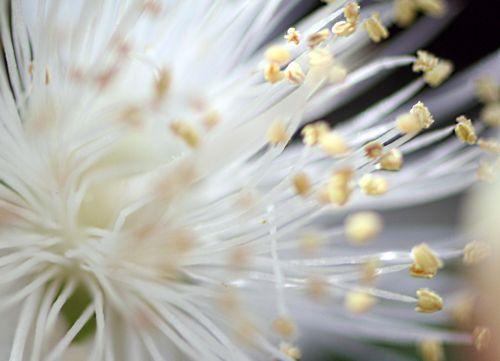 myrtus pistil paris 21 juil 2012 p 152.jpg