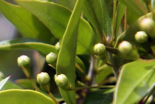 2 myrtus boutons paris 23 juin 2012 213 (1).jpg